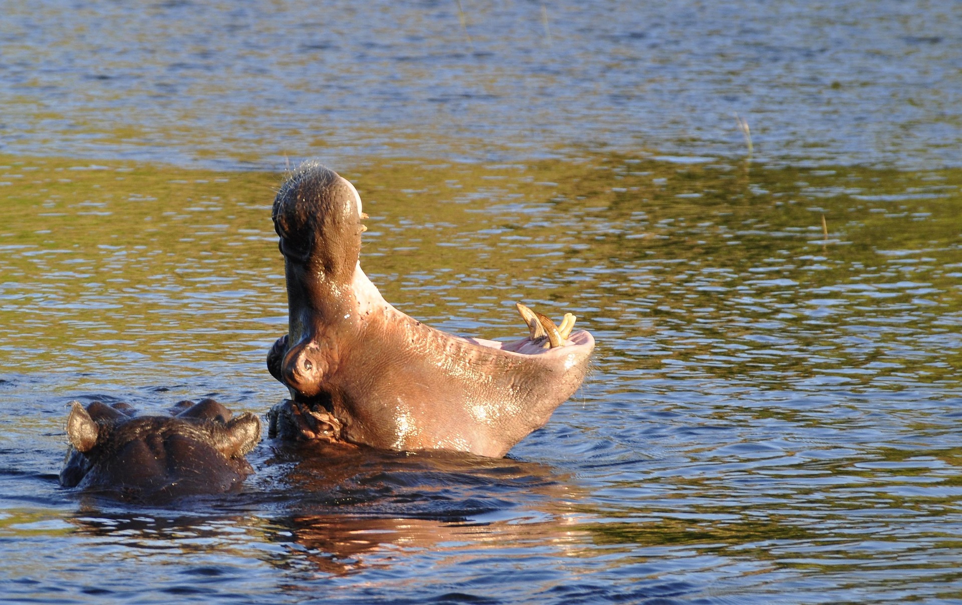 Safari with Leonard Chobe National Park