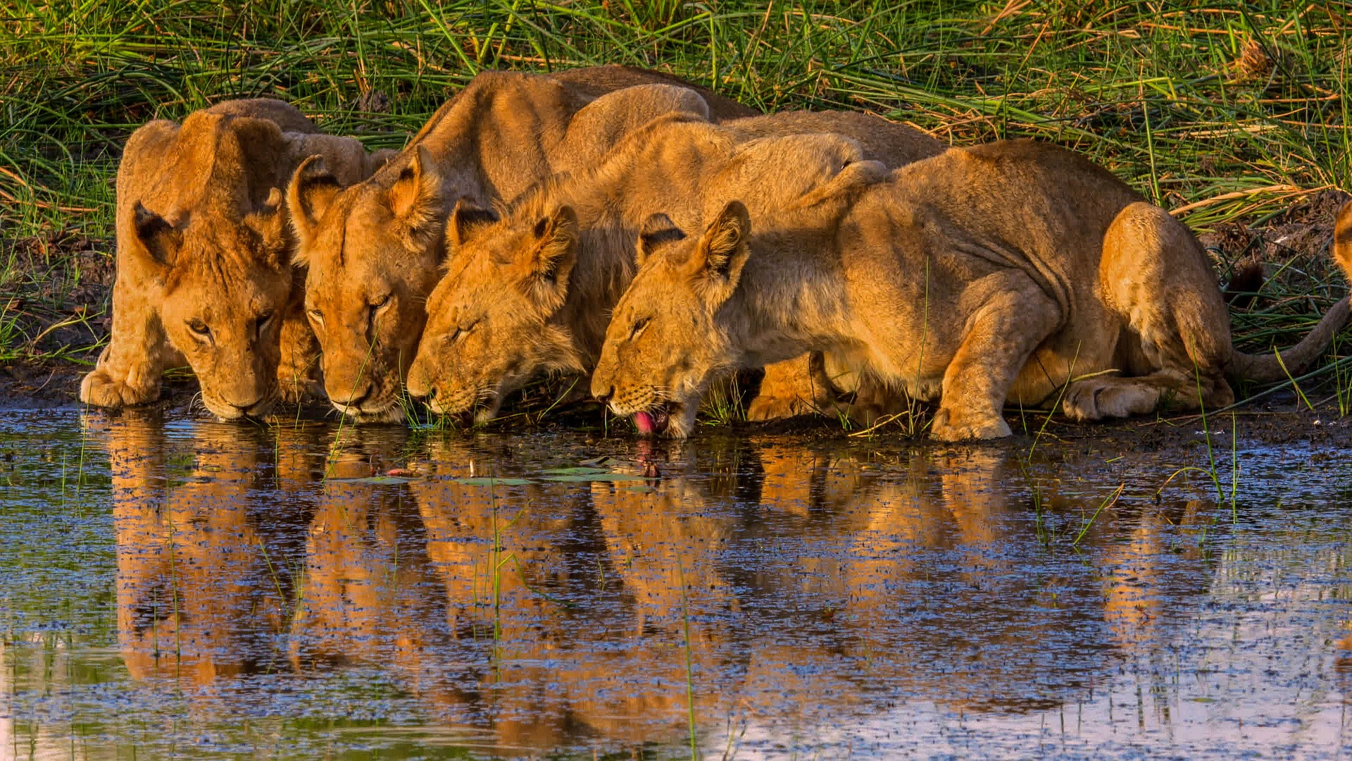 Lion on safari with Leonard Kasale Okavango and chobe